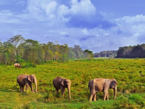 Exploring Nepal’s Wild Side: Nature and Wildlife Adventures