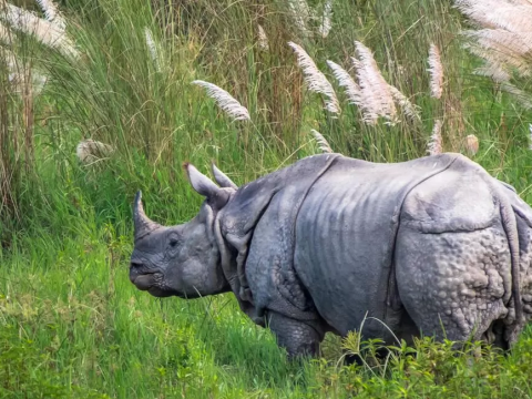 Nepal National Parks Entry Fees: Full Breakdown by Location