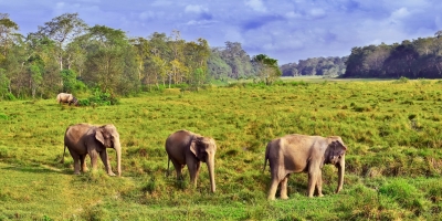Bardiya National Park Tour