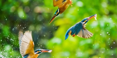 Koshi Tappu Wildlife Reserve Tour in Nepal