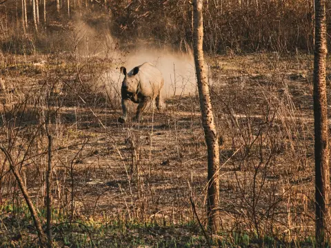 Wildlife Safari Experience in Chitwan National Park