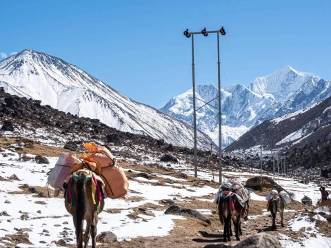 Kyanjin Ri and Tserko Ri Day Hikes: Best Tips for Beginners in Langtang Valley