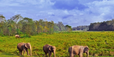 Nepal Wildlife Tour
