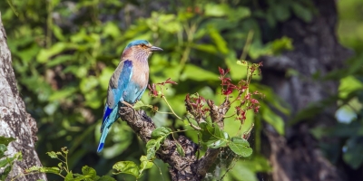 Bird Watching Tour in Nepal