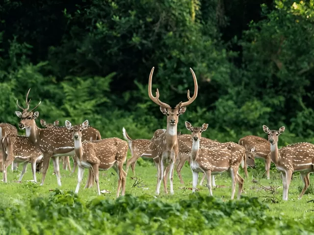 Botanical Tour in Nepal